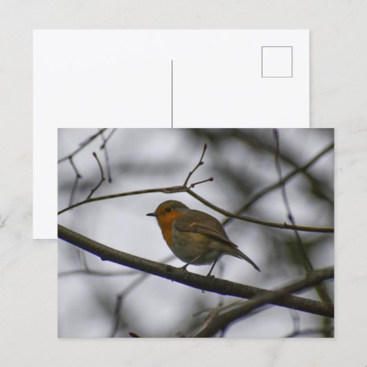 Robin  postkarte (Vorne/Hinten)
