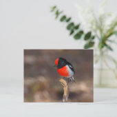 Robin Postkarte (Stehend Vorderseite)