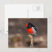 Robin Postkarte (Vorne/Hinten)
