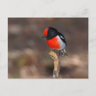 Robin Postkarte