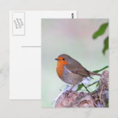 Robin Postkarte (Vorne/Hinten)