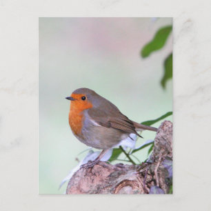 Robin Postkarte