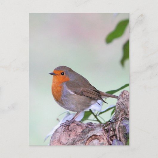 Robin Postkarte (Vorderseite)