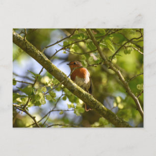 Robin Postkarte