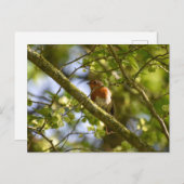 Robin Postkarte (Vorne/Hinten)