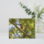 Robin Postkarte (Stehend Vorderseite)