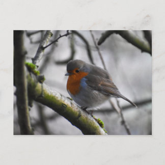 Robin  postkarte