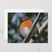 Robin Postkarte (Vorne/Hinten)