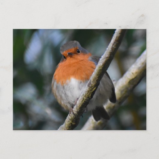 Robin Postkarte (Vorderseite)