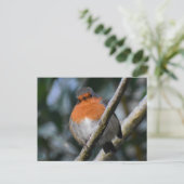 Robin Postkarte (Stehend Vorderseite)