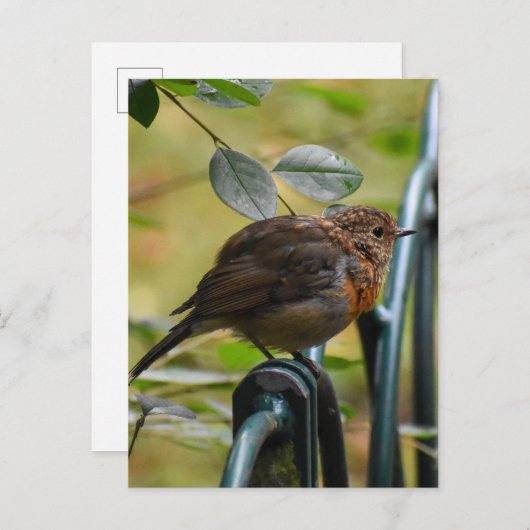Robin Postkarte (Vorne/Hinten)