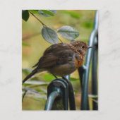 Robin Postkarte (Vorderseite)