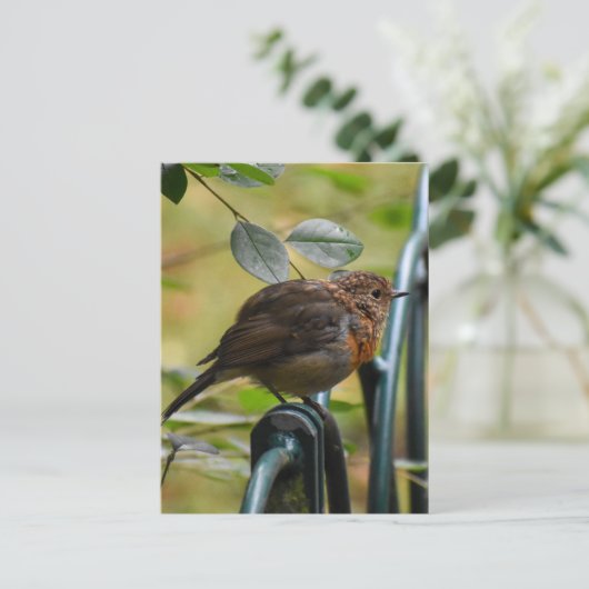 Robin Postkarte (Stehend Vorderseite)