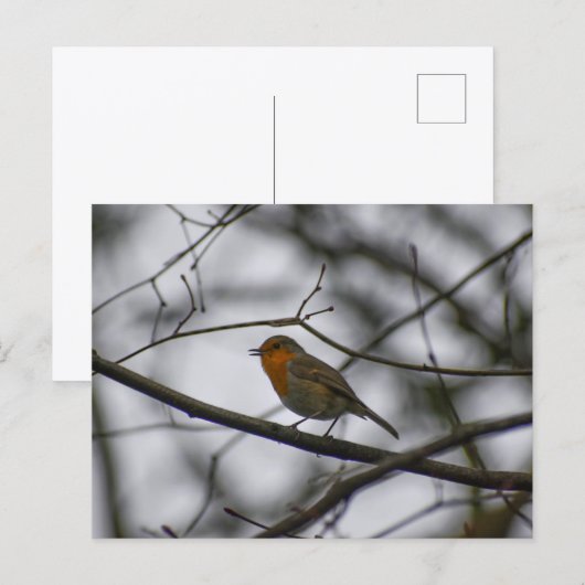 Robin  postkarte (Vorne/Hinten)
