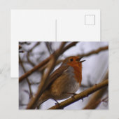 Robin Postkarte (Vorne/Hinten)
