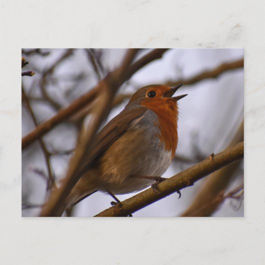 Robin Postkarte (Vorderseite)