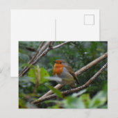 Robin Postkarte (Vorne/Hinten)