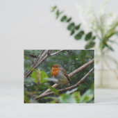 Robin Postkarte (Stehend Vorderseite)