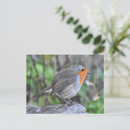 Robin Postkarte