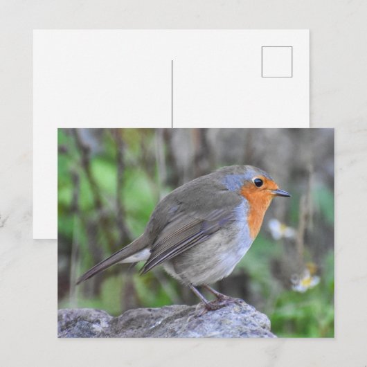 Robin Postkarte (Vorne/Hinten)