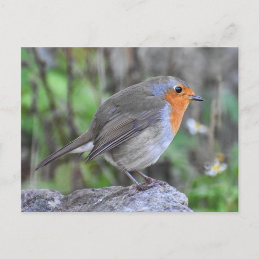 Robin Postkarte (Vorderseite)