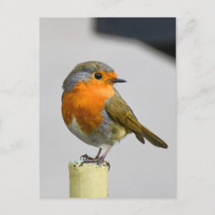 Robin Postkarte