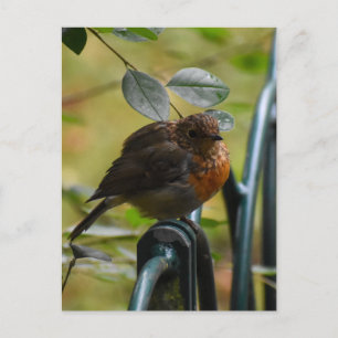 Robin Postkarte
