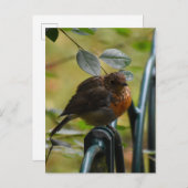 Robin Postkarte (Vorne/Hinten)