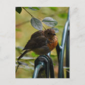 Robin Postkarte (Vorderseite)