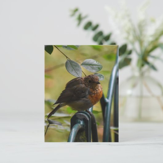 Robin Postkarte (Stehend Vorderseite)