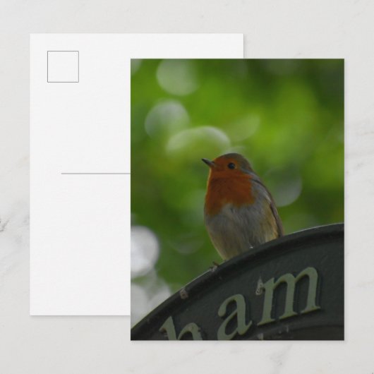Robin Postkarte (Vorne/Hinten)
