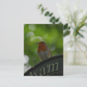 Robin Postkarte (Stehend Vorderseite)