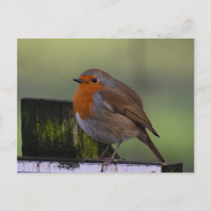 Robin Postkarte