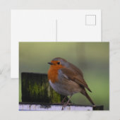 Robin Postkarte (Vorne/Hinten)