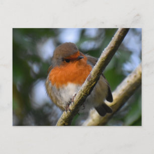 Robin Postkarte