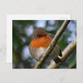 Robin Postkarte (Vorne/Hinten)
