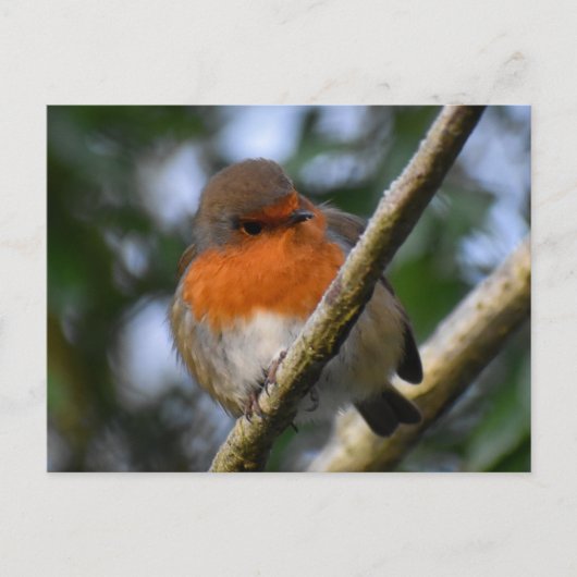 Robin Postkarte (Vorderseite)