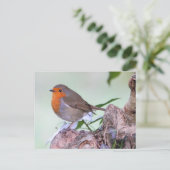 Robin Postkarte (Stehend Vorderseite)