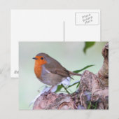 Robin Postkarte (Vorne/Hinten)