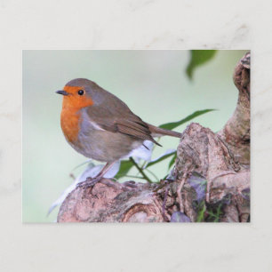 Robin Postkarte
