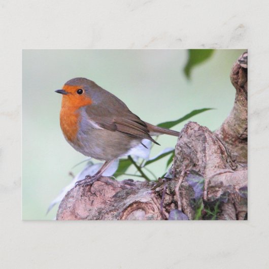 Robin Postkarte (Vorderseite)