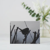 Robin  postkarte (Stehend Vorderseite)