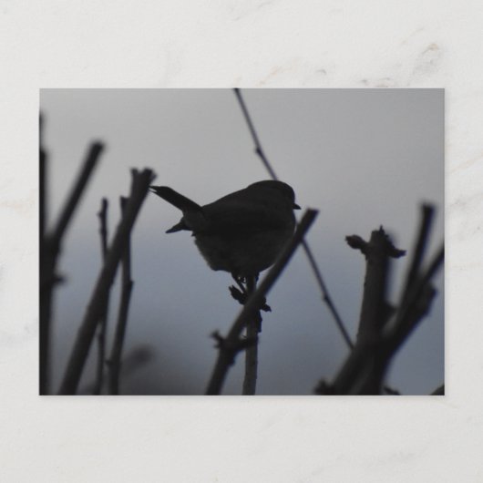 Robin  postkarte (Vorderseite)