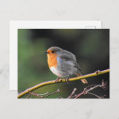 Robin Postkarte (Vorne/Hinten)