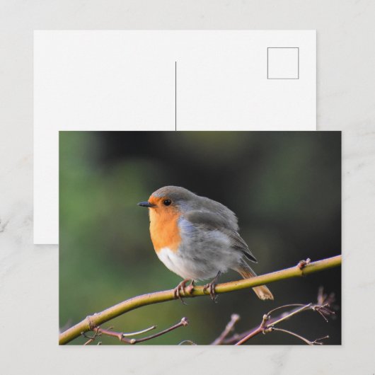 Robin Postkarte (Vorne/Hinten)