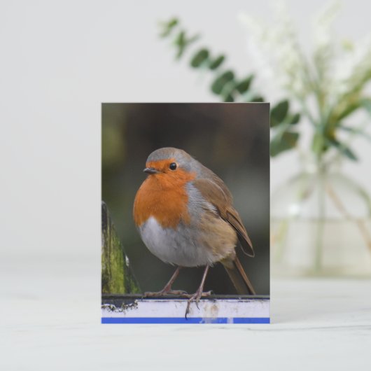Robin Postkarte (Stehend Vorderseite)