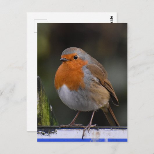 Robin Postkarte (Vorne/Hinten)