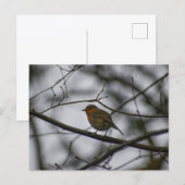 Robin  postkarte (Vorne/Hinten)