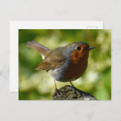 Robin Postkarte (Vorne/Hinten)