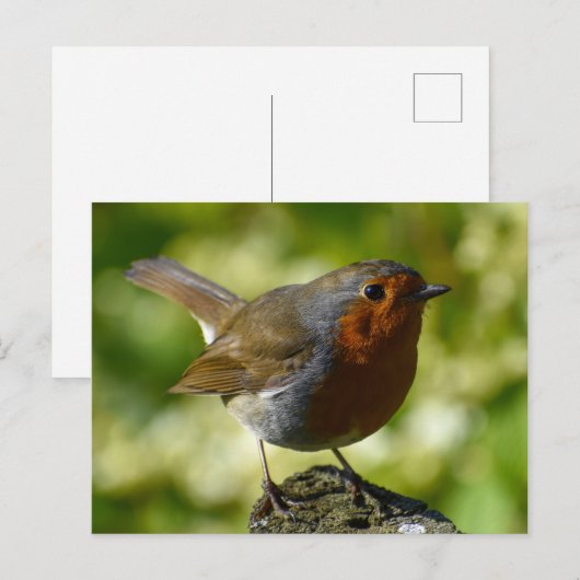 Robin Postkarte (Vorne/Hinten)